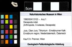 Foto (Objekt + Etiketten) von Decapoda indet. 